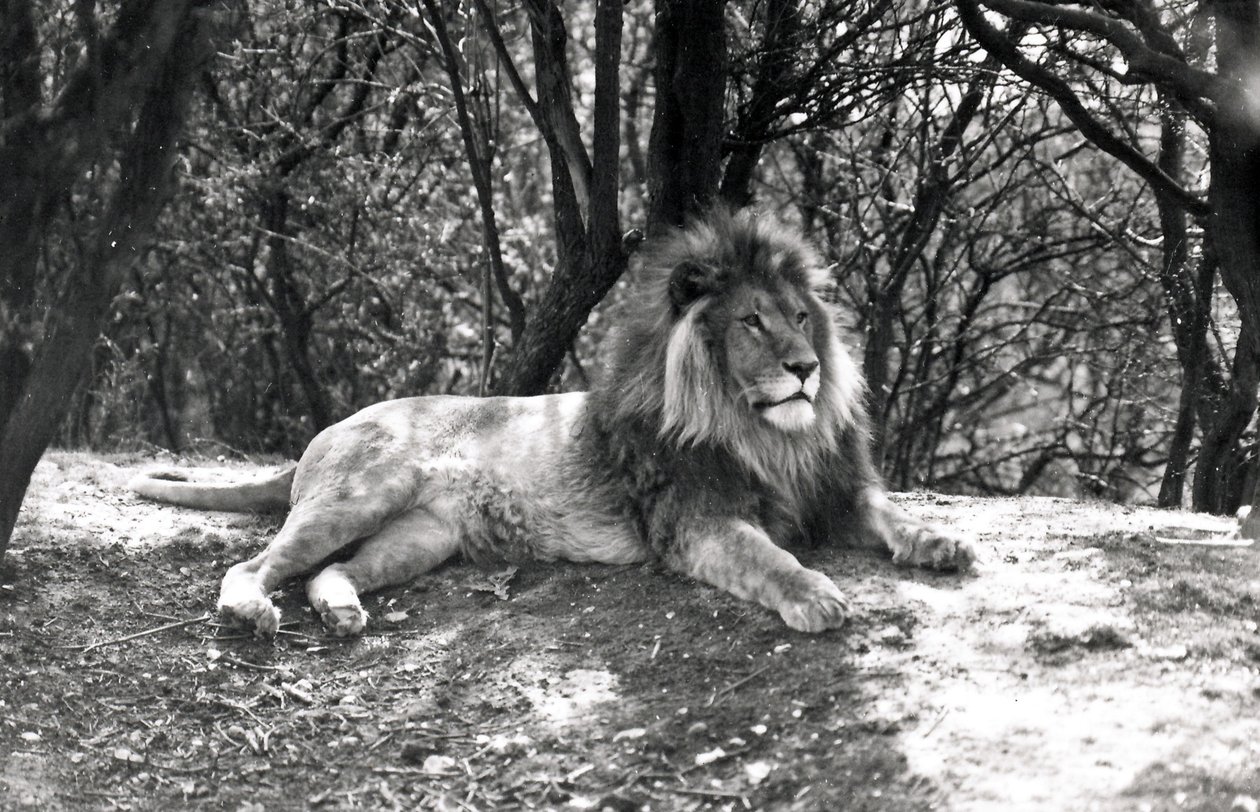 أسد مستلقي تم تصويره في حديقة حيوان Whipsnade ، 1935 بواسطة فريدريك وليام بوند