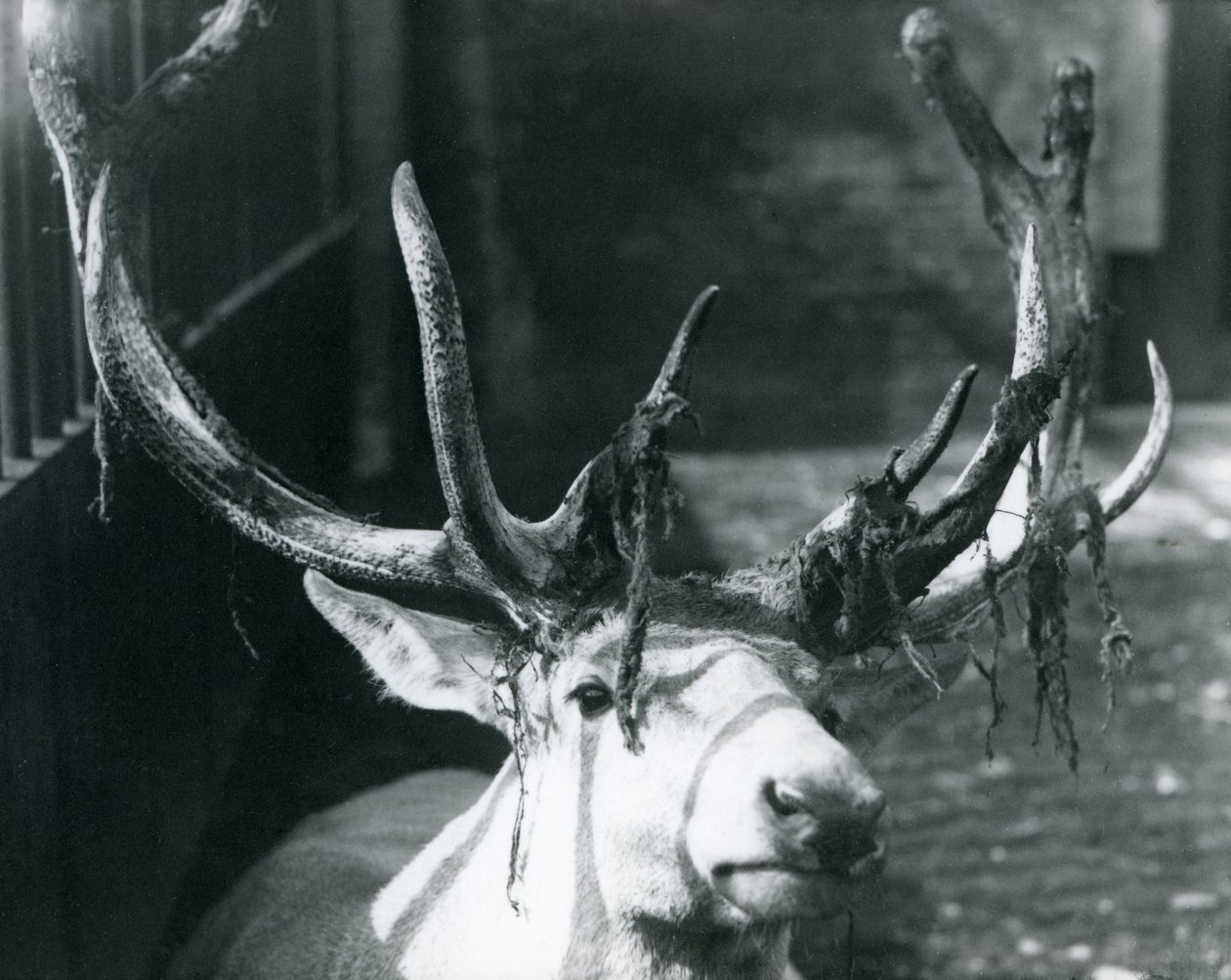أيل Wallich&39;s Deer ناضج ، ذرف المخمل في حديقة حيوان لندن ، أكتوبر 1922 بواسطة فريدريك وليام بوند