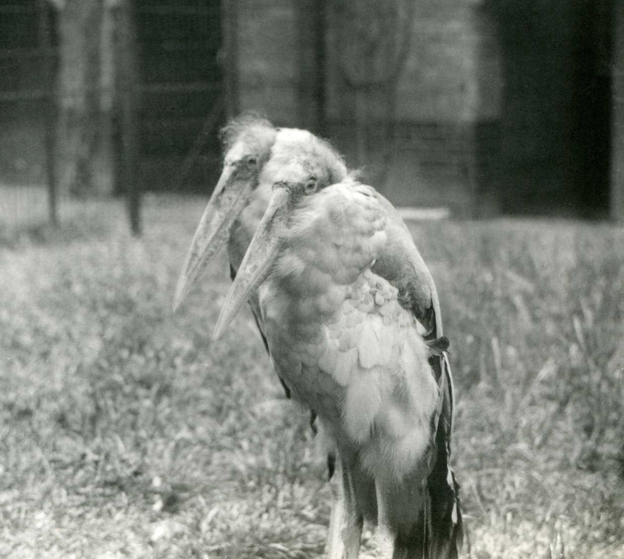 زوج من Storks GreaterIndian Adjutant في حديقة حيوان لندن ، سبتمبر 1923 (صور من وزن الجسم) بواسطة فريدريك وليام بوند