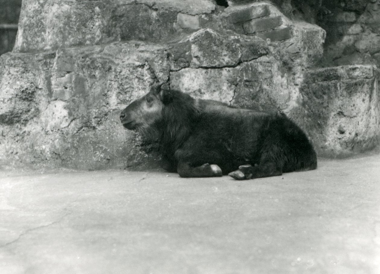 شاب تاكين ، المعروف أيضًا باسم Cattle Chamois أو Gnu Goat ، حديقة حيوانات لندن ، أبريل 1923 (وزن الصورة) بواسطة فريدريك وليام بوند