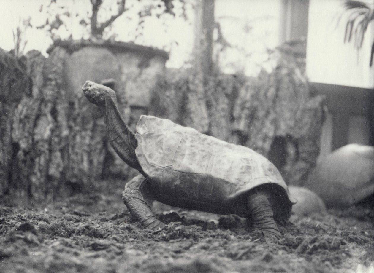 AbingdonPinta Island Giant Tortoise في حديقة حيوان لندن ، مارس 1914 بواسطة فريدريك وليام بوند