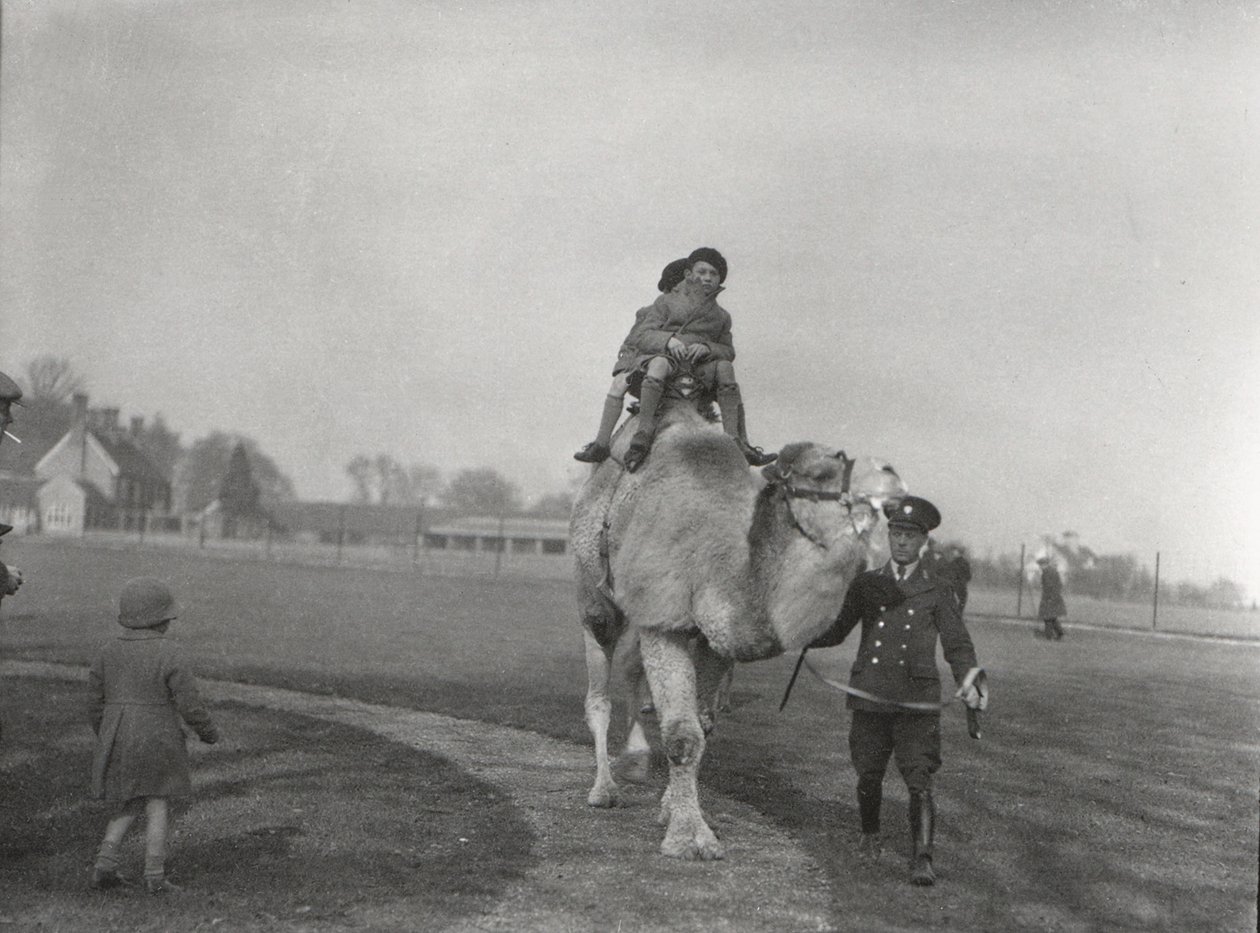 جمل عربي يأخذ زوجًا من الأطفال في رحلة في ZSL Whipsnade ، مارس 1932 بواسطة فريدريك وليام بوند