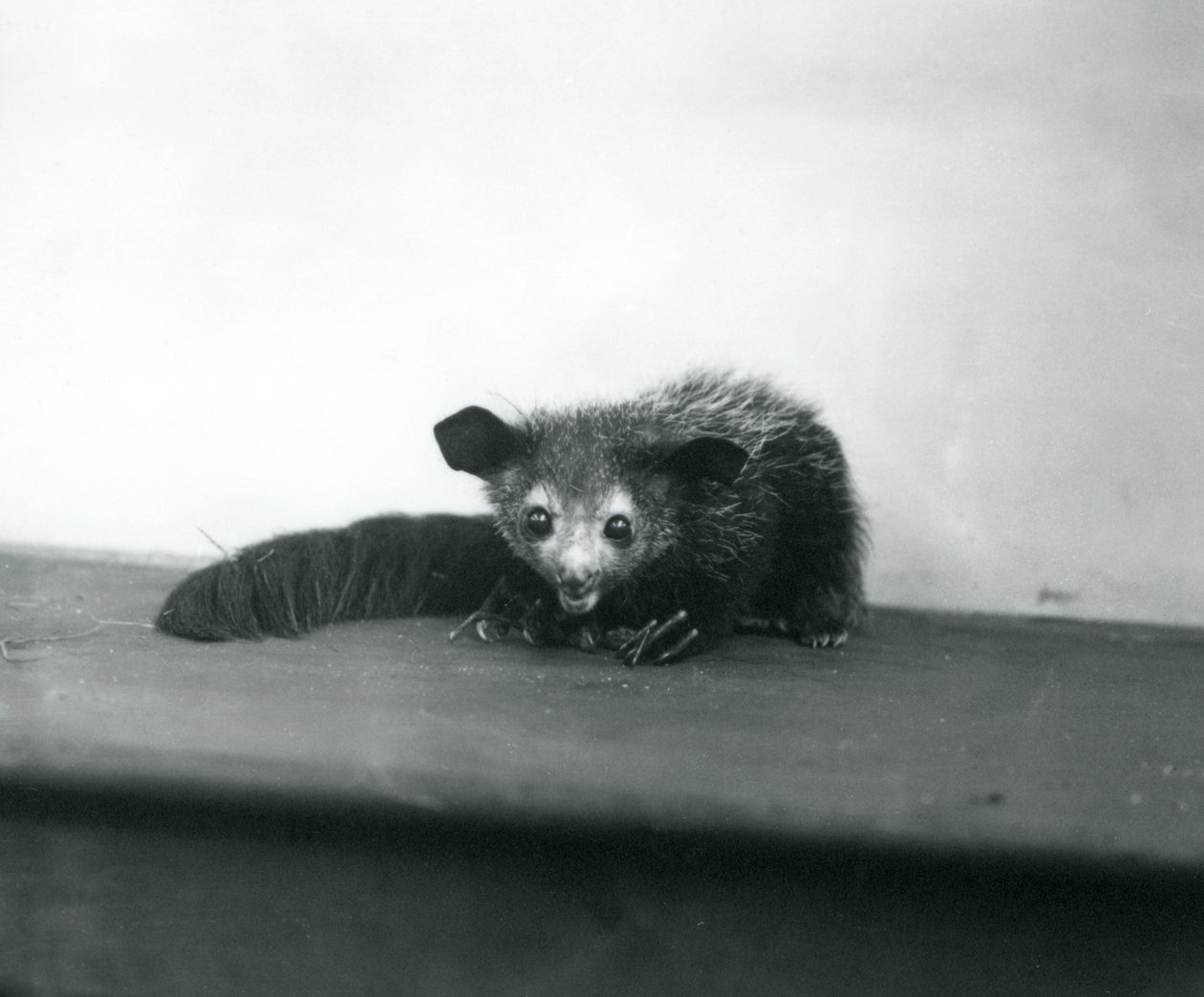 A Aye-aye في حديقة حيوانات لندن ، أكتوبر 1913 بواسطة فريدريك وليام بوند