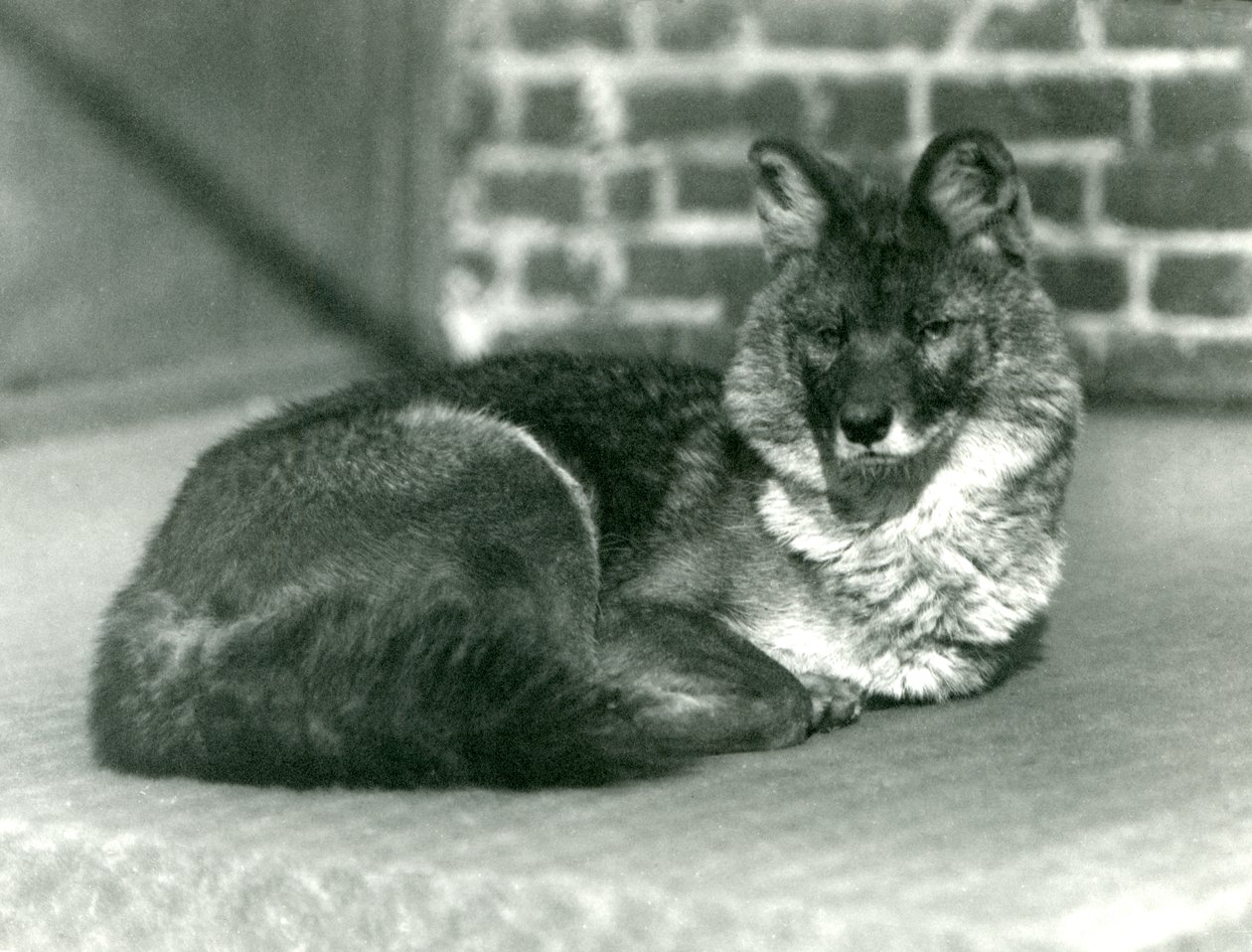 Dhole المهددة بالانقراض أو Wild Wild Wild Dog يستريح في حديقة حيوان لندن ، 1923 (صور من وزن الجسم) بواسطة فريدريك وليام بوند