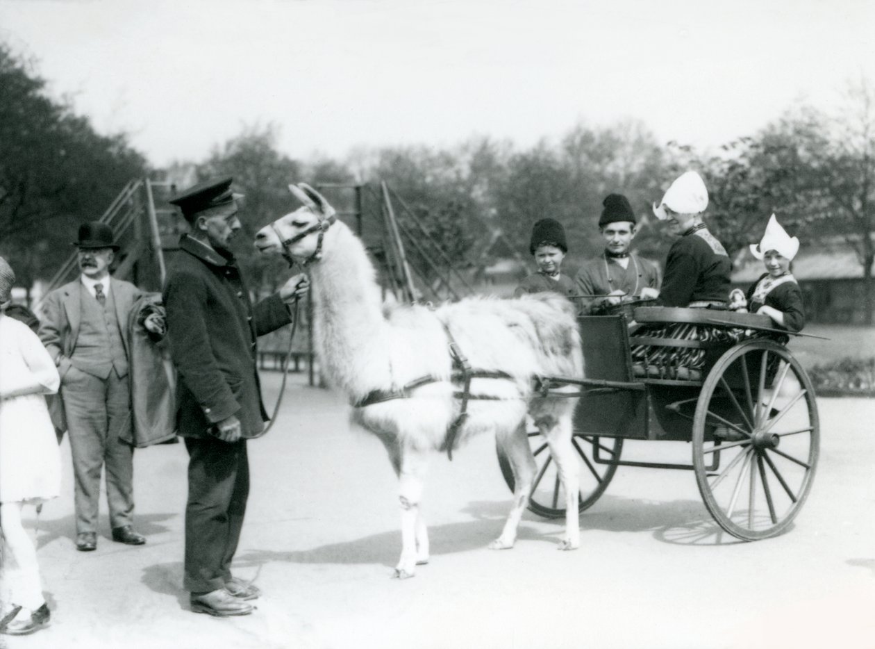 زوار أرمن يركبون عربة لاما في حديقة حيوان لندن ، مايو 1923 (صور من وزن الجسم) بواسطة فريدريك وليام بوند