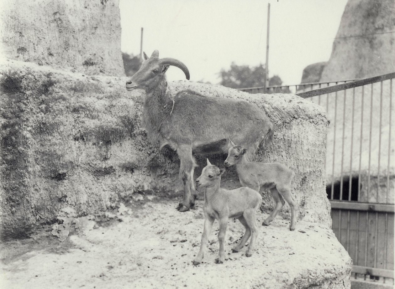 خروف بربري مع شابين في Mappin Terraces ، حديقة حيوان لندن ، يونيو 1916 بواسطة فريدريك وليام بوند