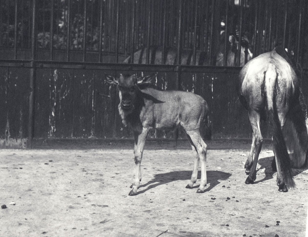 غنو أو Wildebeest والشباب في حديقة حيوان لندن ، أغسطس 1917 بواسطة فريدريك وليام بوند