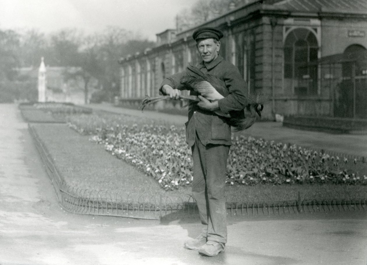 حارس G. Blore يحمل رافعة متوجة رمادية ، حديقة حيوان لندن ، مايو 1923 (صور من وزن الجسم) بواسطة فريدريك وليام بوند