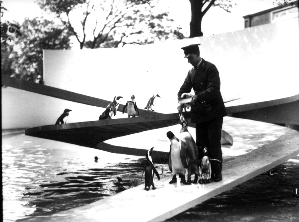 تجمع Lubetkin Penguin ، يناير 1934 بواسطة فريدريك وليام بوند