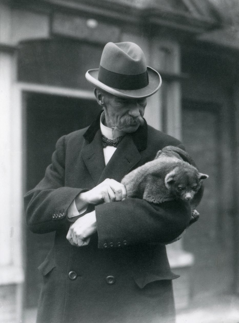 Reginald Innes Pocock FRS تحمل kinkajou ، حديقة حيوان لندن ، 1923 (صور من وزن الجسم) بواسطة فريدريك وليام بوند