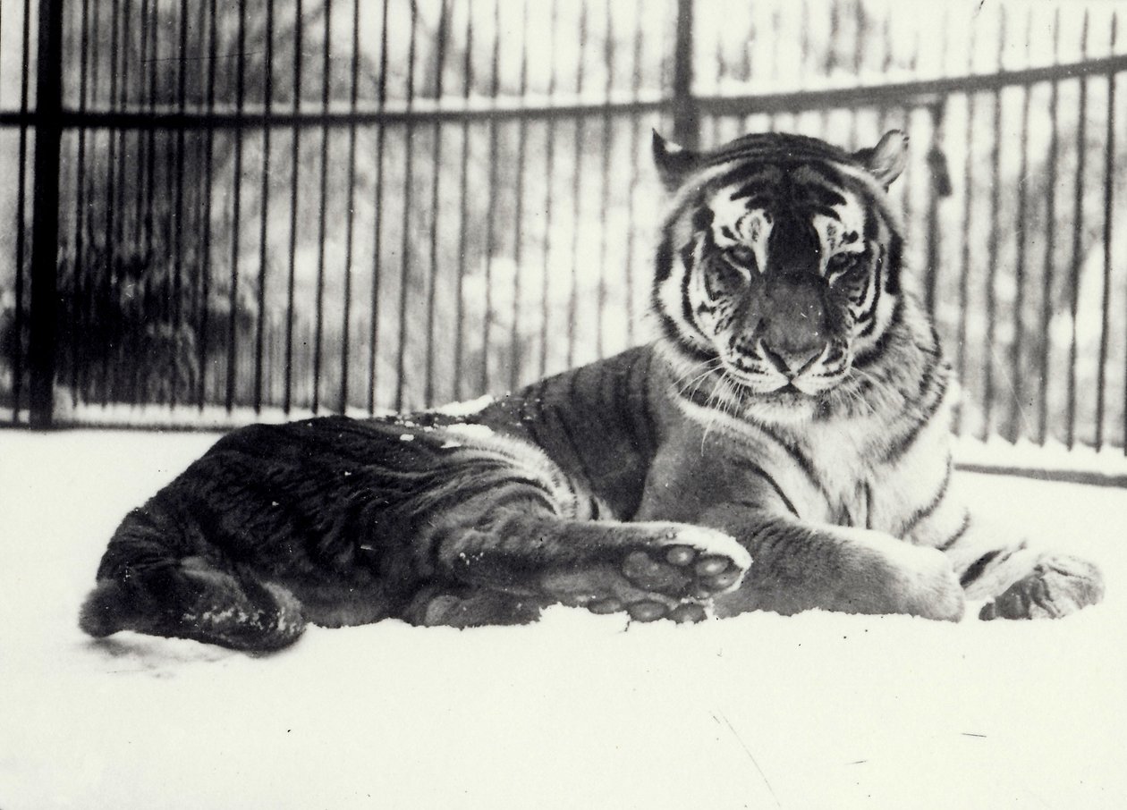 السيبيري أو Amur Tiger "Moloch" على الثلج في حديقة حيوان لندن بواسطة فريدريك وليام بوند