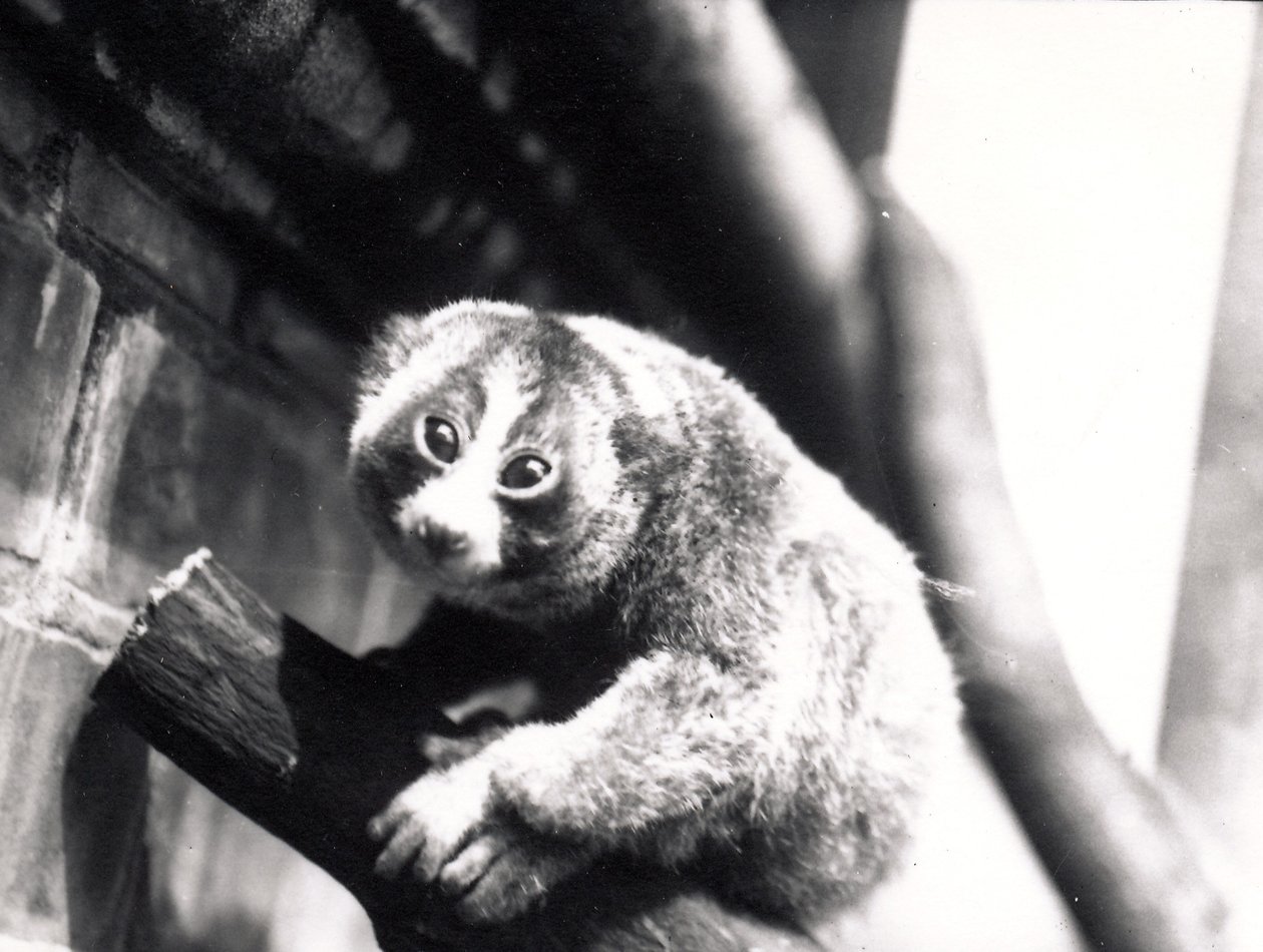 Slow Loris على فرع في حديقة الحيوانات ، 1913 بواسطة فريدريك وليام بوند