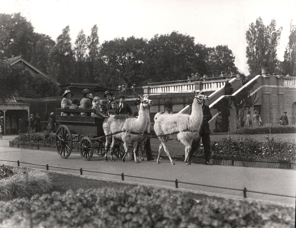 رحلة اللاما - مرة واحدة في ZSL London Zoo ، سبتمبر 1923 بواسطة فريدريك وليام بوند