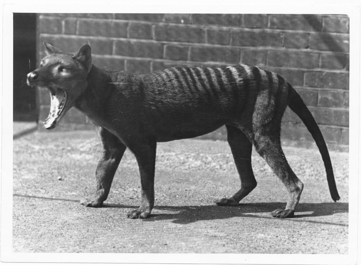 نمر تسمانيا المنقرض الآن ، أو ثيلاسين ، 1914 بواسطة فريدريك وليام بوند
