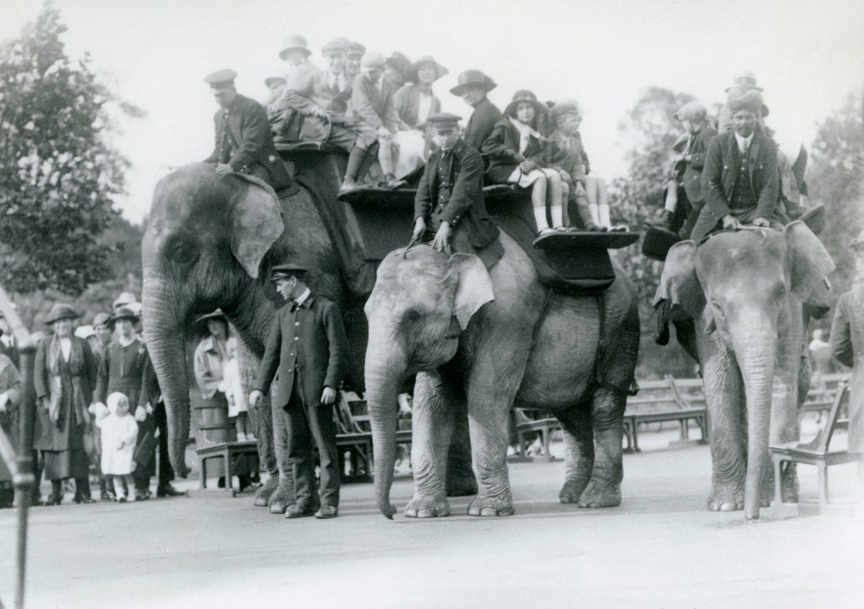 ثلاثة أفيال هندية تقدم جولات للزوار في حديقة حيوان لندن ، 1923 (صورة من وزن الجسم) بواسطة فريدريك وليام بوند
