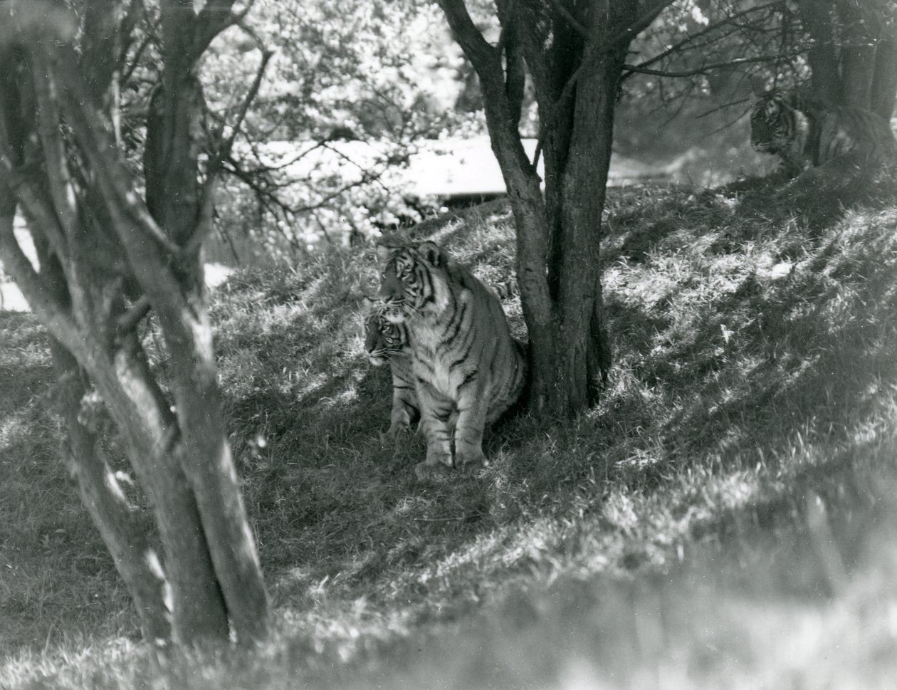 ثلاثة نمور يستريحون تحت أشجار صغيرة في سياجهم الجديد في Whipsnade ، مايو 1934. بواسطة فريدريك وليام بوند
