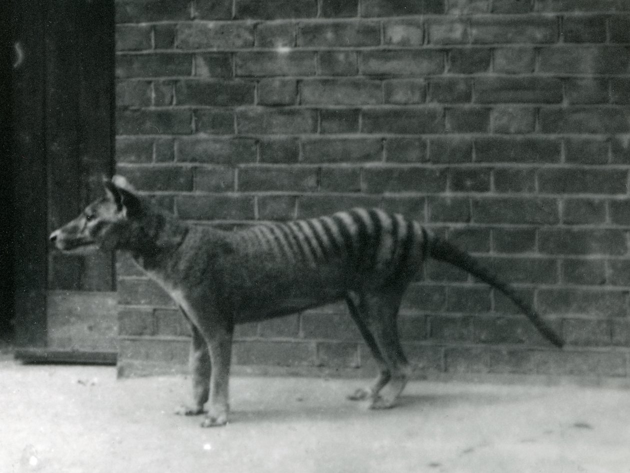 Thylacine Tasmanian Wolf في حديقة حيوان لندن. يعتقد أن الثايلاسين انقرض في عام 1933. في كل شيء ، عرضت حديقة حيوان لندن 20 ثيلاسين بين 1850 و 1931. بواسطة فريدريك وليام بوند