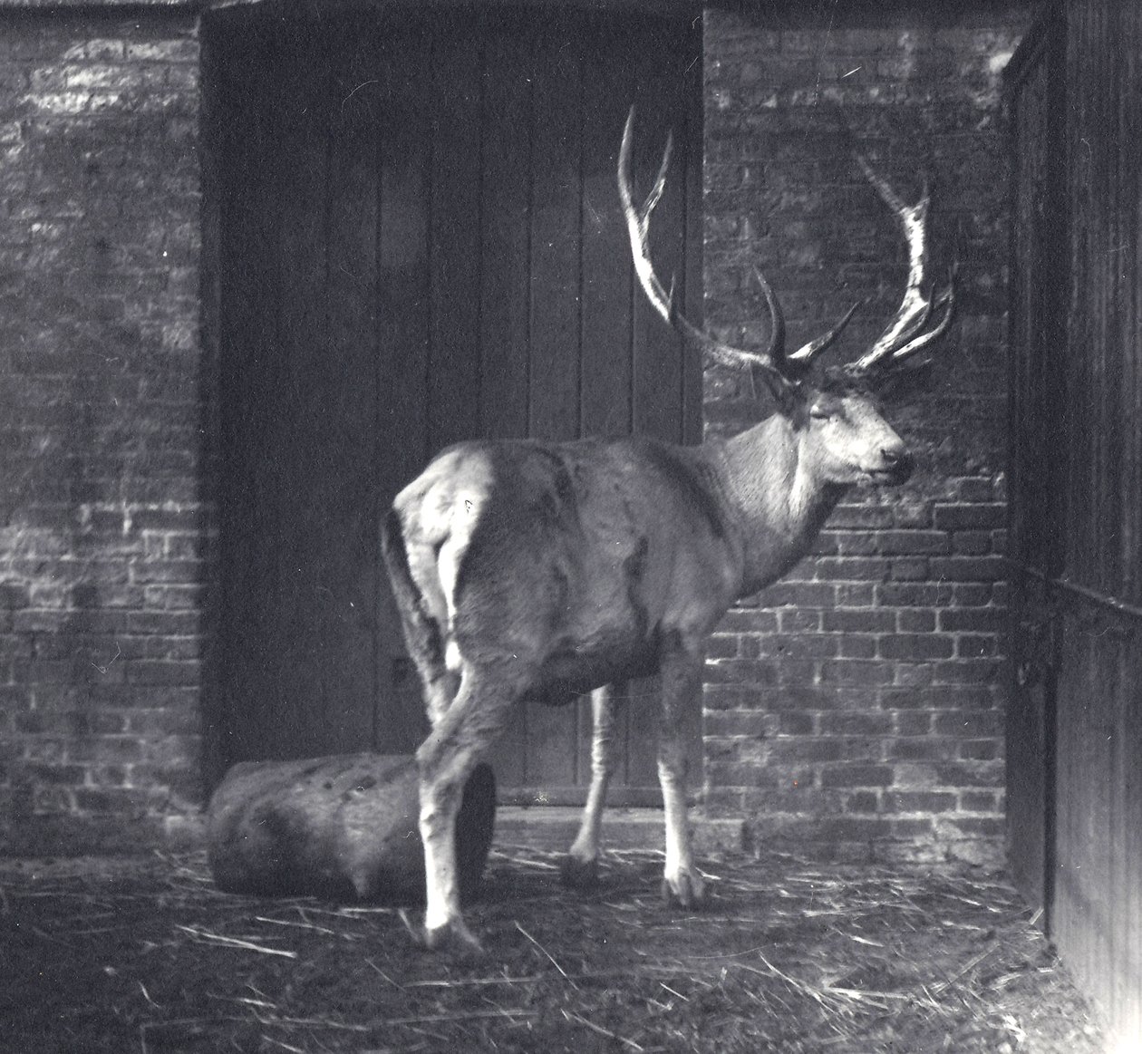 Wallich&39;s Deer ، المعروف أيضًا باسم Shou أو آسيا الوسطى أو Red Deer التبتي ، في حديقة حيوان لندن ، ديسمبر 1917 بواسطة فريدريك وليام بوند