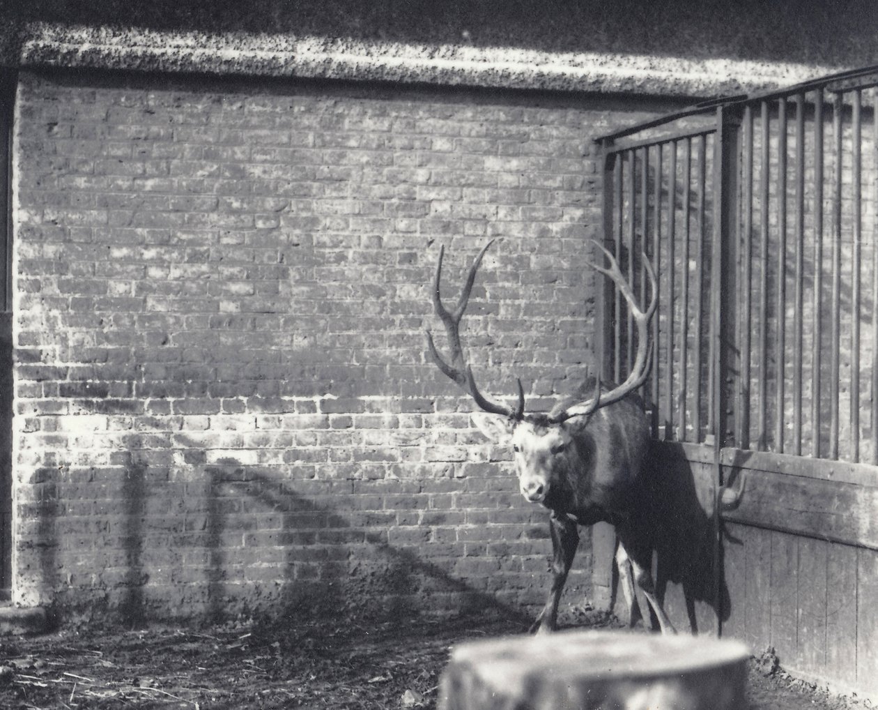 Wallich&39;s Deer ، المعروف أيضًا باسم Shou أو آسيا الوسطى أو Red Deer التبتي ، في حديقة حيوان لندن ، ديسمبر 1917 بواسطة فريدريك وليام بوند