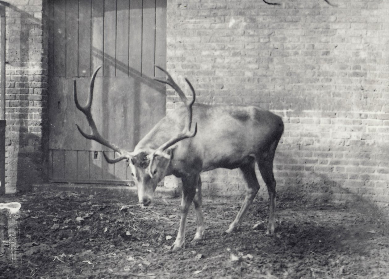Wallich&39;s Deer ، المعروف أيضًا باسم Shou أو آسيا الوسطى أو Red Deer التبتي ، في حديقة حيوان لندن ، ديسمبر 1917 بواسطة فريدريك وليام بوند