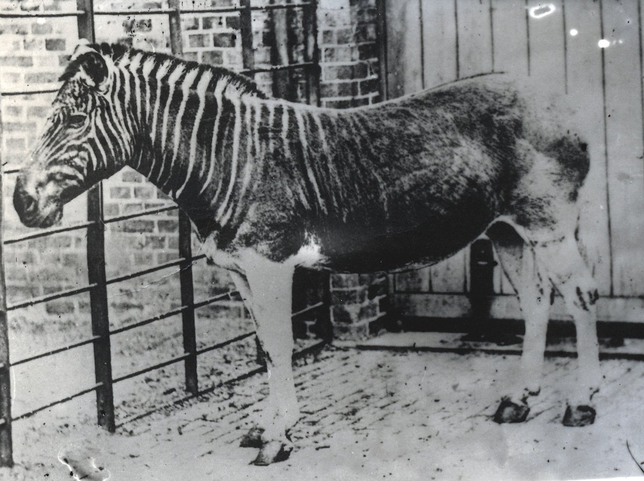 Quagga في حديقة حيوان ZSL لندن ، ربما صيف 1870 (صور من وزن الجسم) بواسطة فريدريك يورك