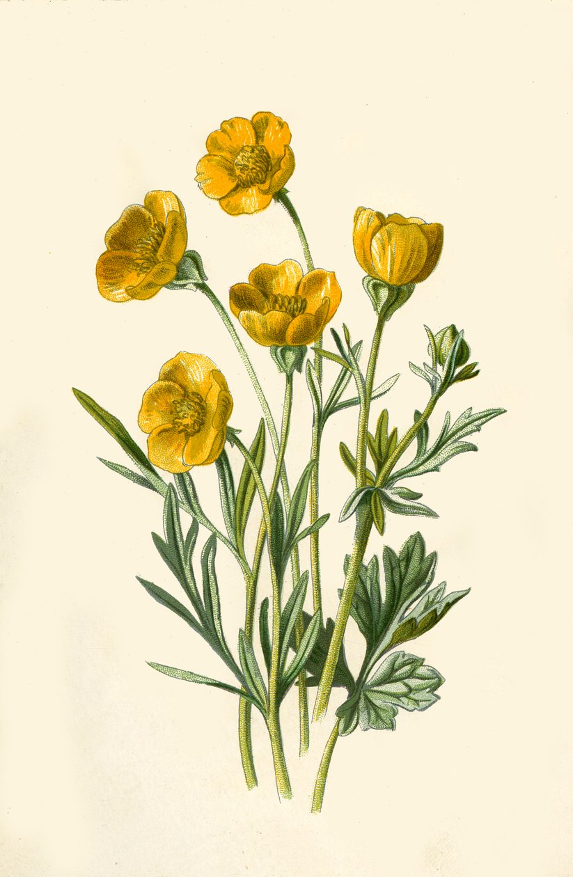Crowfoot بصلي الشكل ، 1877. بواسطة فريدريك إدوارد هولم