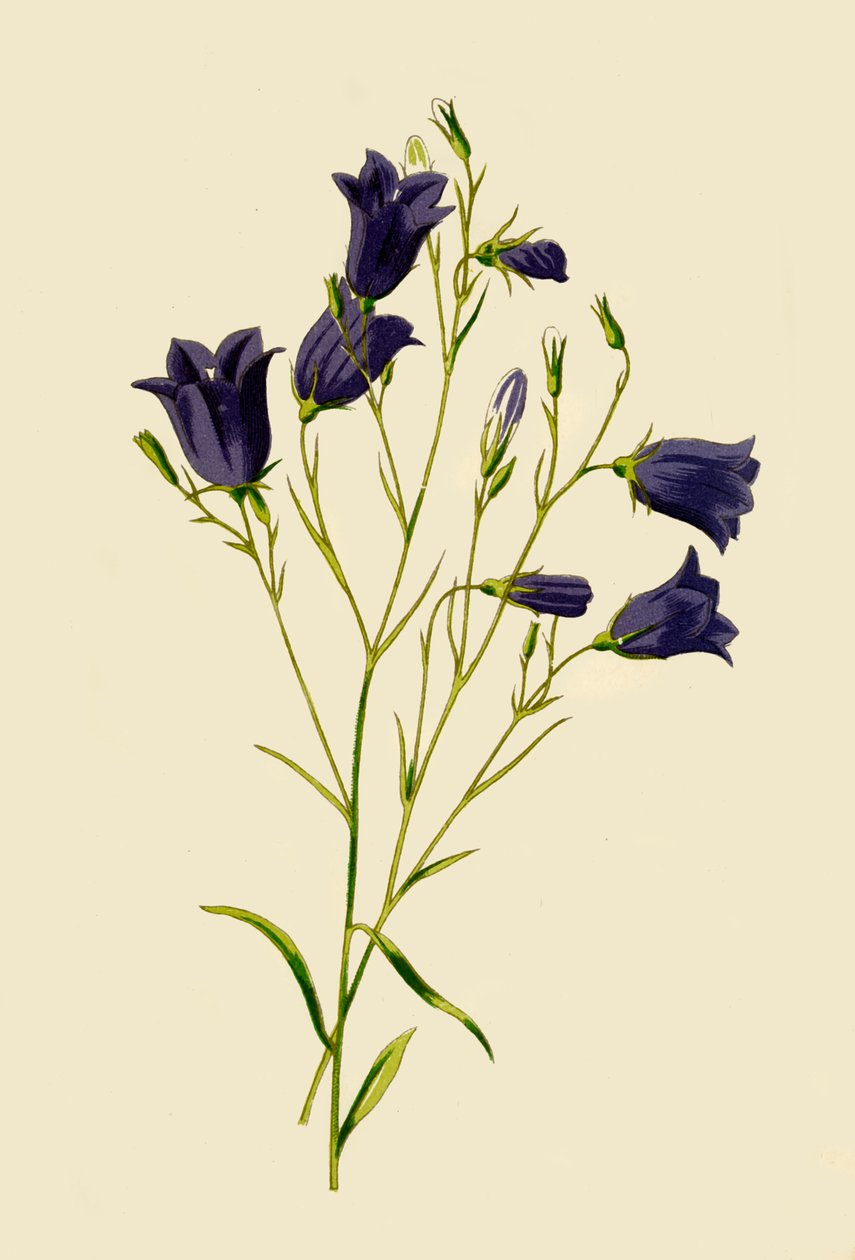 Harebell ، 1877. بواسطة فريدريك إدوارد هولم