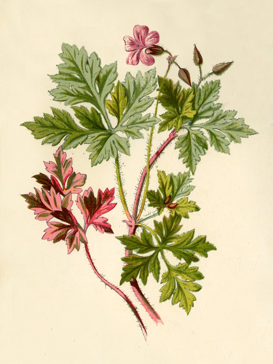 عشب روبرت ، 1877. بواسطة فريدريك إدوارد هولم