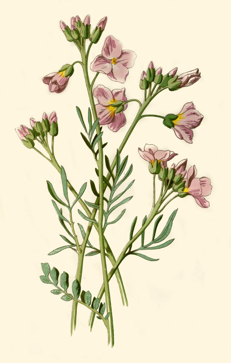 Ladys Smock ، Bittercress أو Cuckoo Flower ، 1877. بواسطة فريدريك إدوارد هولم