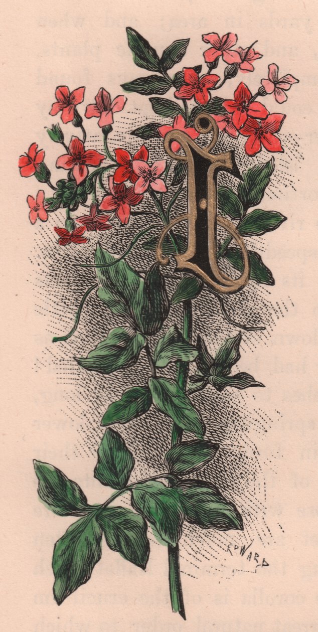 الحرف الأول، حرف كبير، نقش بالألوان المائية، سم 10 × 5، بقلم فريدريك إدوارد هولم (1841-1909) من زهرة الحديقة المألوفة، حوالي عام 1880 بواسطة فريدريك إدوارد هولم