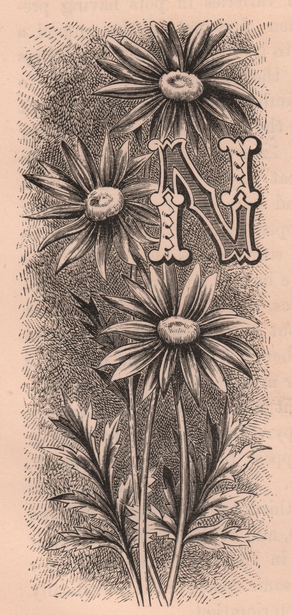 حرف N ، حرف ذو غطاء منسدل ، نقش ، سم 10x5 ، بقلم فريدريك إدوارد هولم (1841-1909) من زهرة الحديقة المألوفة ، حوالي عام 1880 بواسطة فريدريك إدوارد هولم