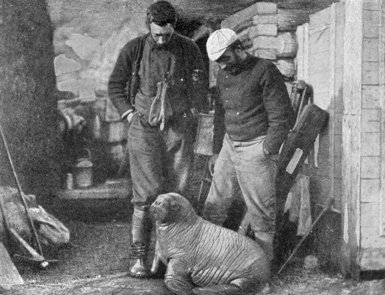 الفظ شبل ، 1899. بواسطة فريدريك جورج جاكسون
