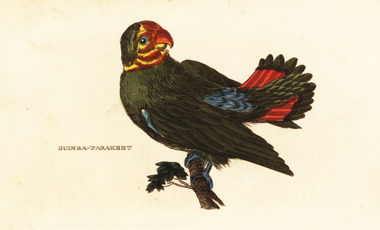 طائر الحب أحمر الرأس ، Agapornis pullarius بواسطة فريدريك بوليدور (بعد) نودر