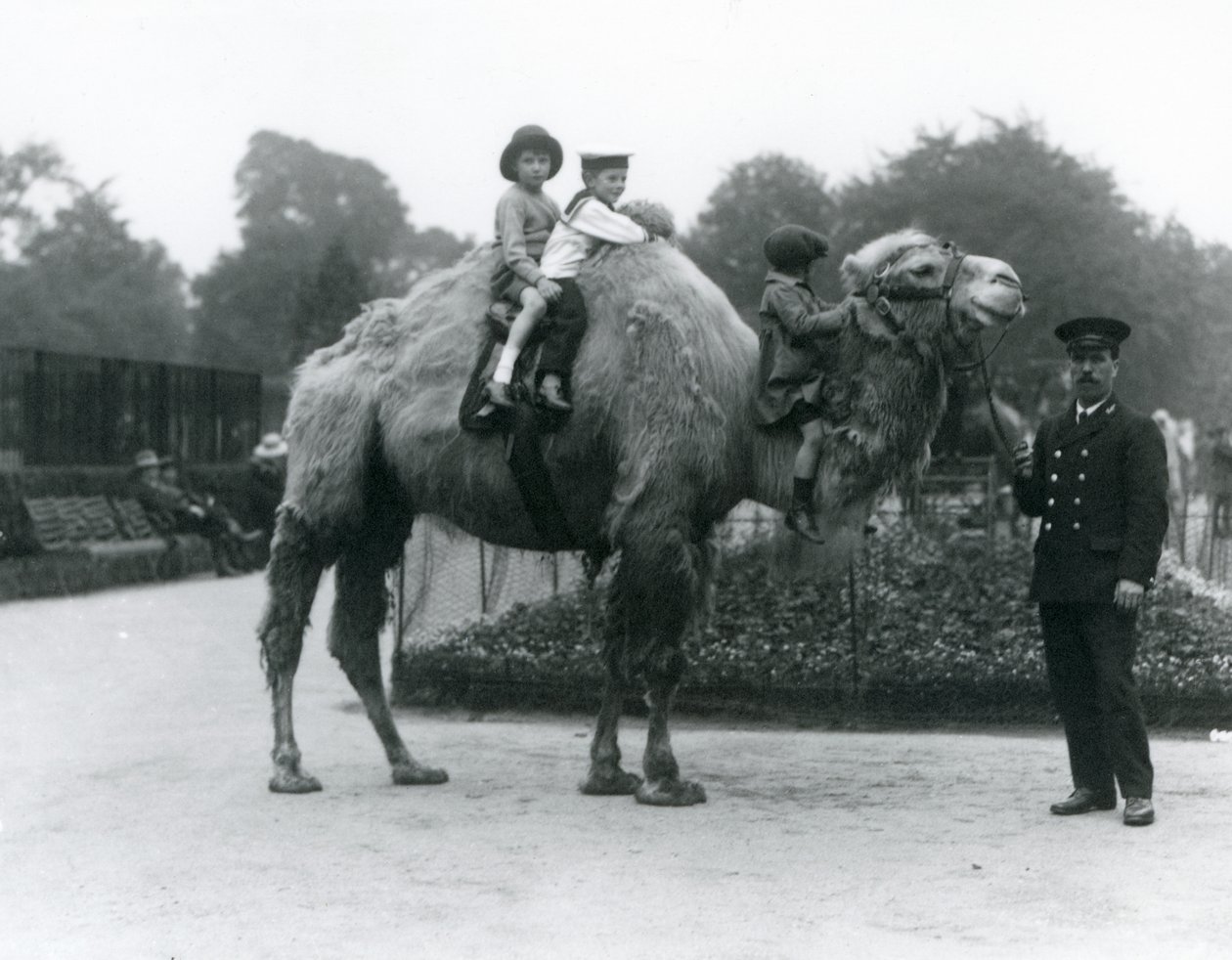 رحلة جمل باكتريانية مع الحارس هاري وارويك في حديقة حيوان لندن ، يونيو 1924 بواسطة فريدريك وليام بوند