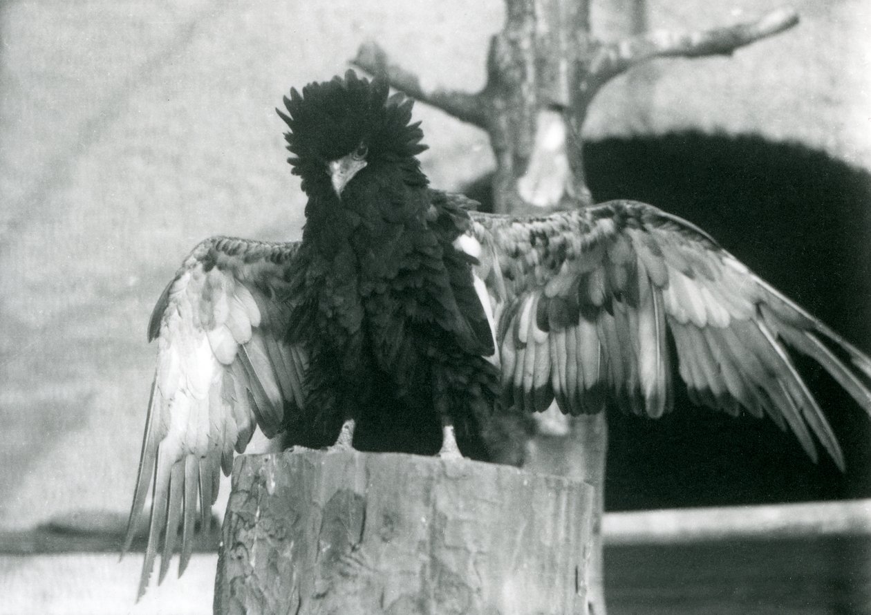 A Bateleur Eagle يقف على جذع شجرة وينتشر جناحيه ، حديقة حيوان لندن ، 1925 بواسطة فريدريك وليام بوند