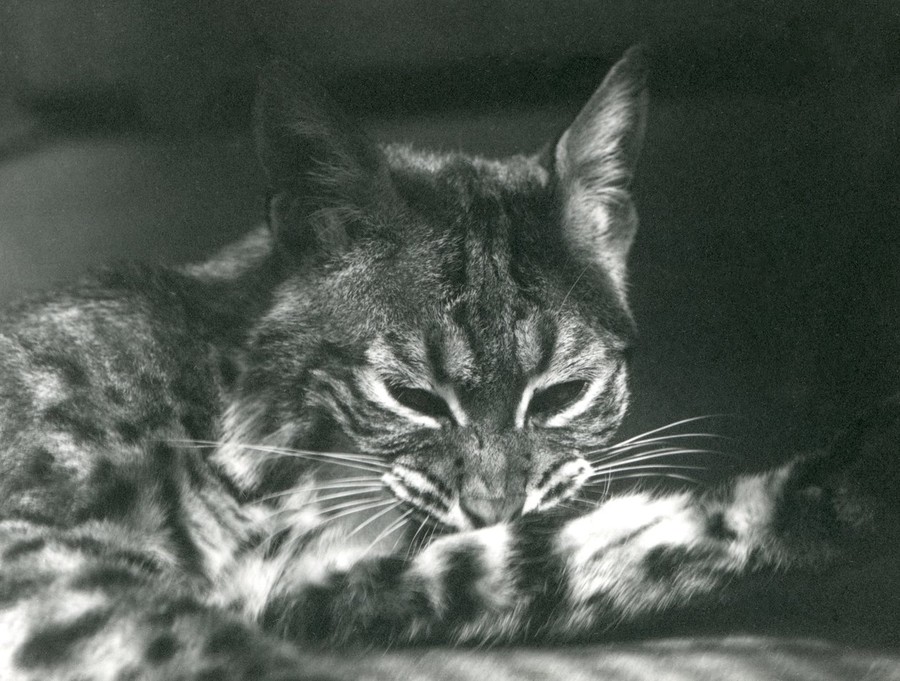A Bay LynxBobcat الاستمالة بواسطة فريدريك وليام بوند