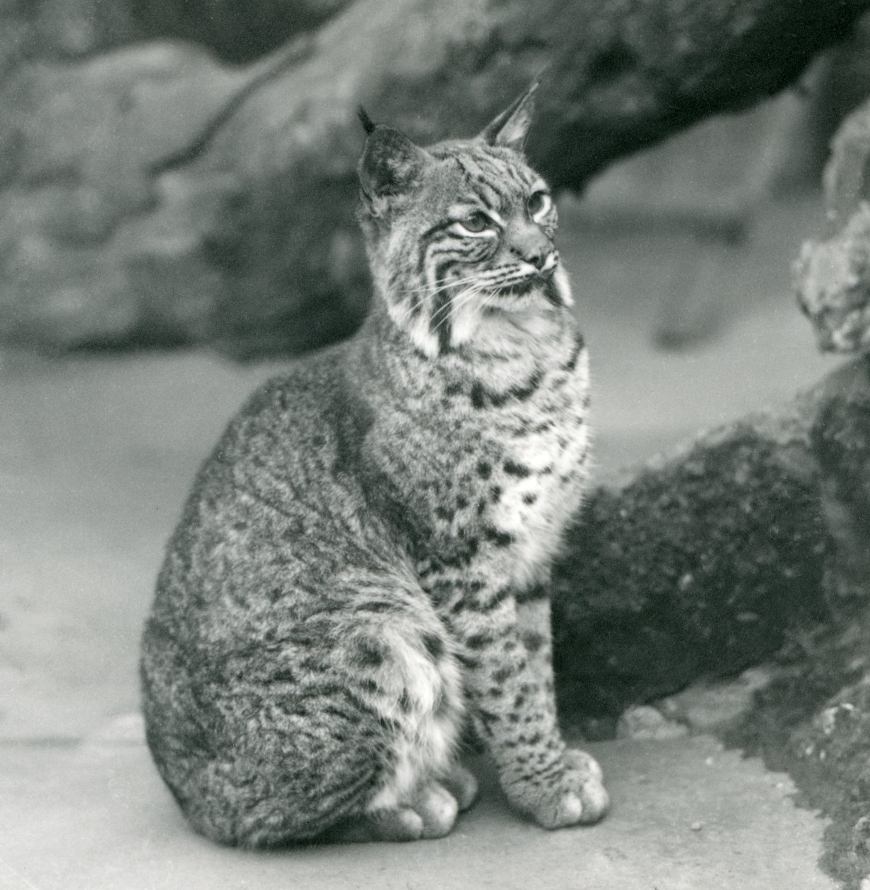 A Bay Lynx أو Bobcat جالسين في حديقة حيوان لندن ، مارس 1927 بواسطة فريدريك وليام بوند