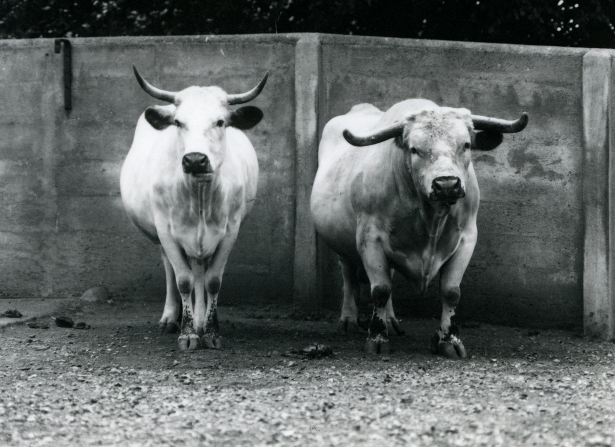 A Chartley Bull and Cow في حديقة حيوان لندن ، يوليو 1924 بواسطة فريدريك وليام بوند