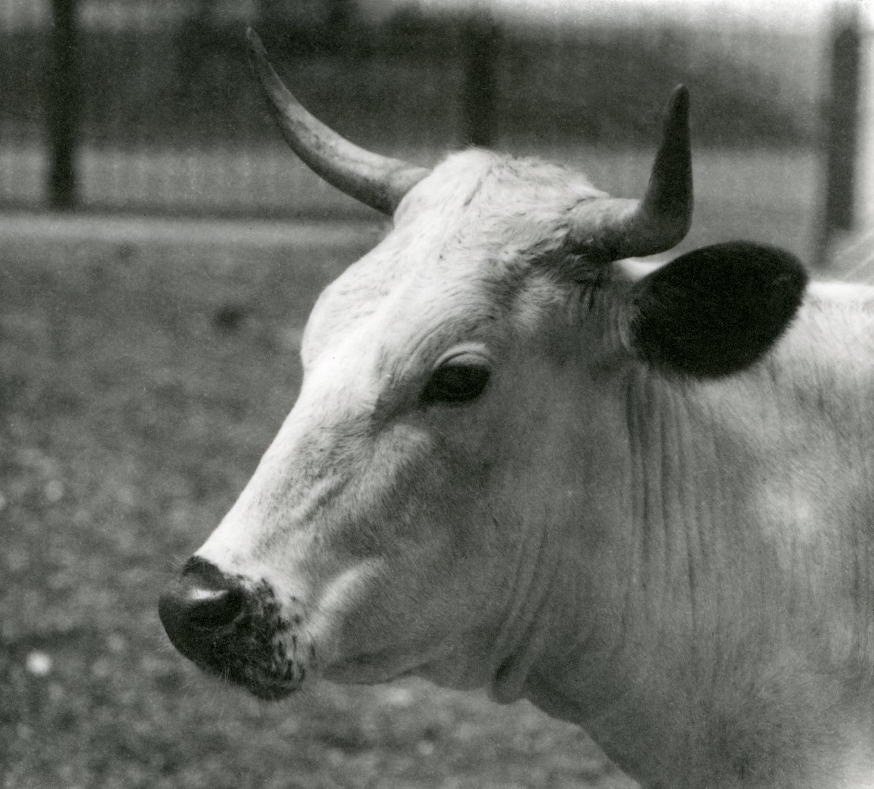 A Chartley Cow في حديقة حيوان لندن ، يوليو 1924 بواسطة فريدريك وليام بوند