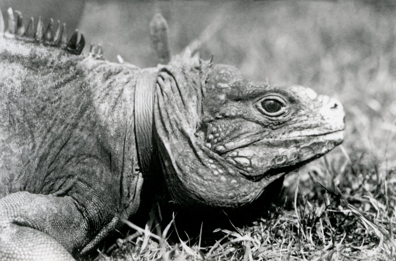 A Clouded Rock Iguana Methuselah ، يرتدي طوقًا ، يمشي على حديقة في حديقة حيوان لندن ، يوليو 1924 بواسطة فريدريك وليام بوند