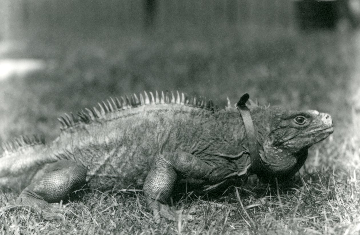 A Clouded Rock Iguauna ، يرتدي طوقًا ، يمشي على حديقة في حديقة حيوان لندن ، يوليو 1924 بواسطة فريدريك وليام بوند