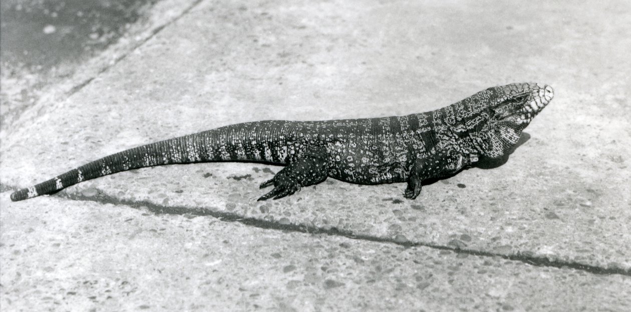 A CommonGoldGoldenBlackColumbian Tegu أو Tiger Lizard في حديقة حيوان لندن في أغسطس 1926 بواسطة فريدريك وليام بوند
