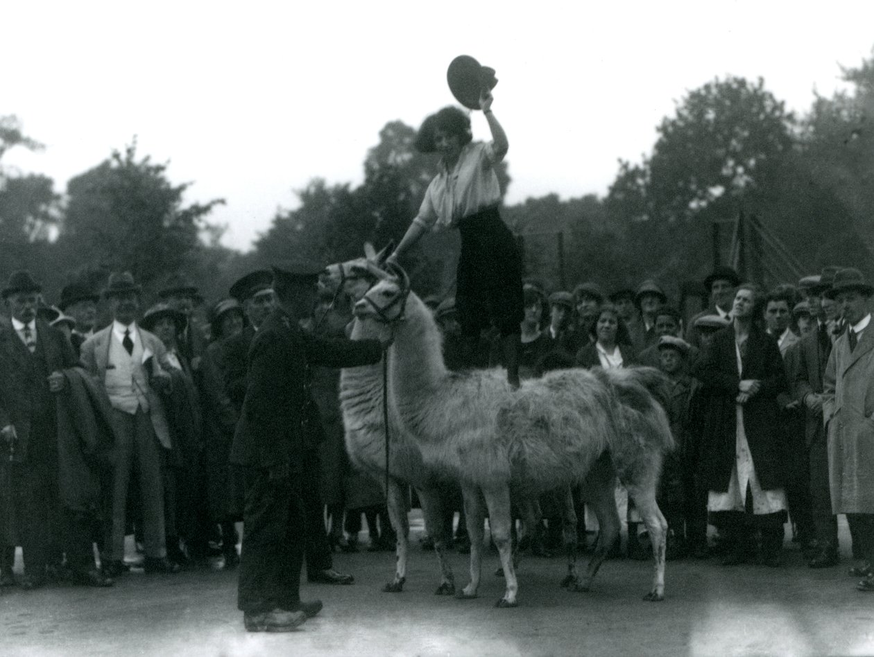 تقف راعية البقر على اللاما خلال زيارة إلى حديقة حيوان لندن ، في عام 1924 بواسطة فريدريك وليام بوند