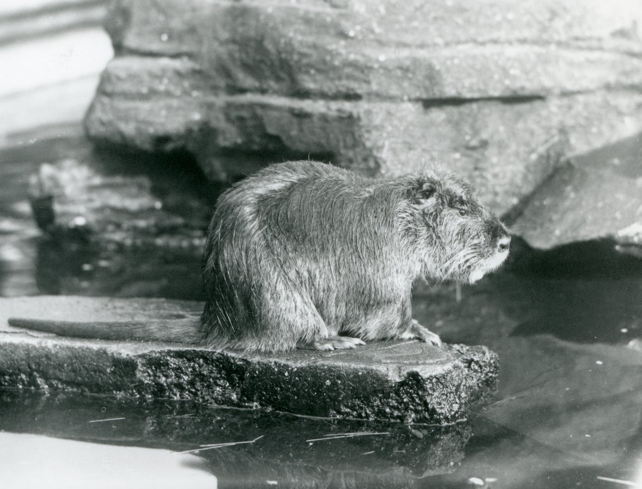 A Coypu يجلس على حافة صخرية في حوض سباحة في محيطه في حديقة حيوان لندن ، فبراير 1928 (b / w photo) بواسطة فريدريك وليام بوند