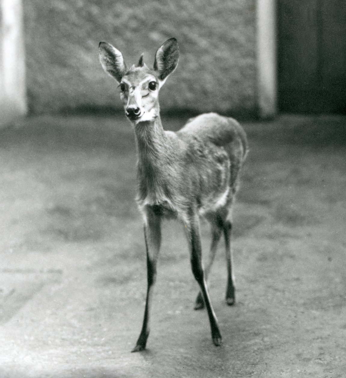 A CrownedSahelWest African Bush Duiker في حديقة حيوان لندن في أغسطس 1927 بواسطة فريدريك وليام بوند