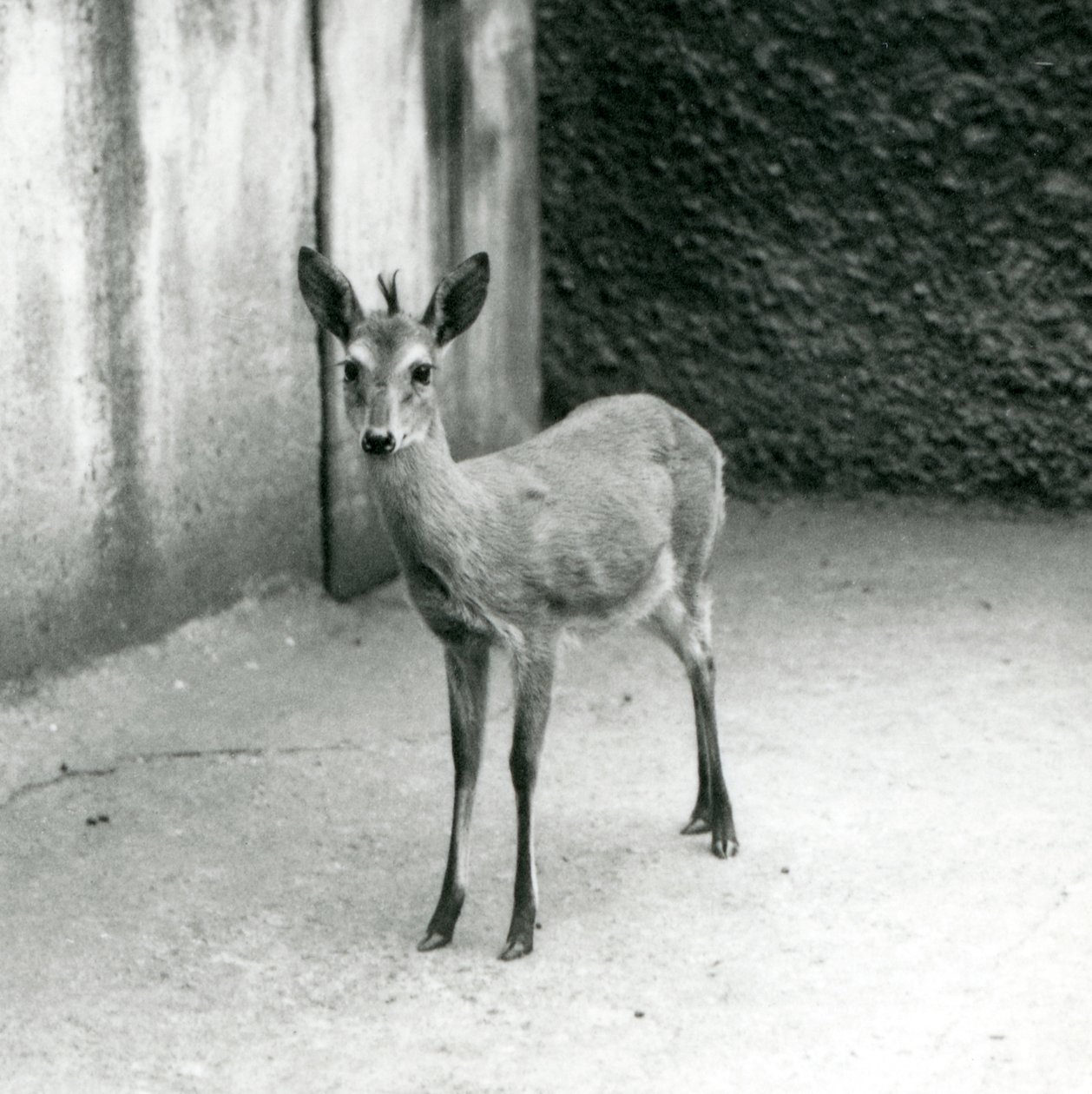 A CrownedSahelWest African Bush Duiker في حديقة حيوان لندن في أغسطس 1927 بواسطة فريدريك وليام بوند