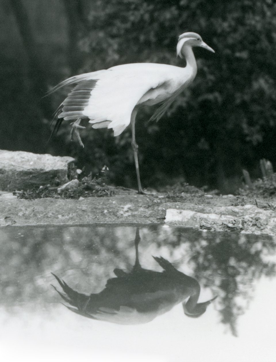 يقف Demoiselle Crane ، على ساق واحدة ، مع انعكاس يشبه المرآة في المسبح أدناه ، حديقة حيوان لندن بواسطة فريدريك وليام بوند