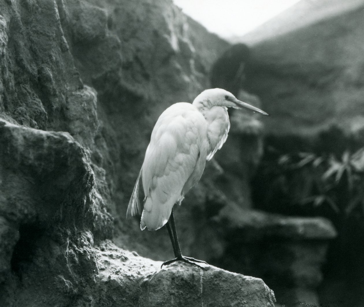 A GreatCommon Egret أو Great White Heron يقف على صخرة في حديقة حيوان لندن في سبتمبر 1927 بواسطة فريدريك وليام بوند