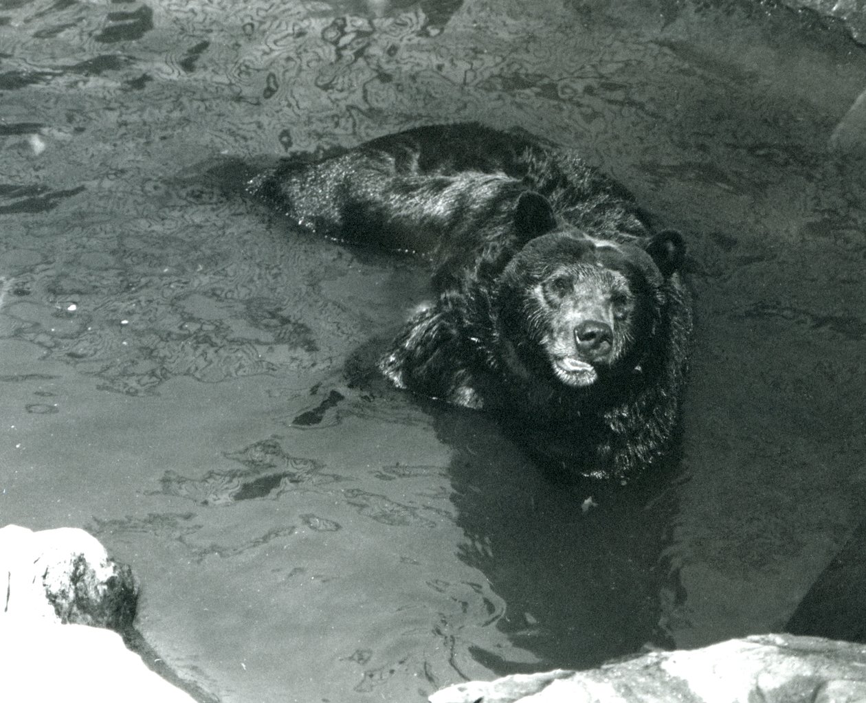 A Grizzly Bear يستحم في حمام السباحة الخاص به في حديقة حيوان لندن عام 1924 بواسطة فريدريك وليام بوند