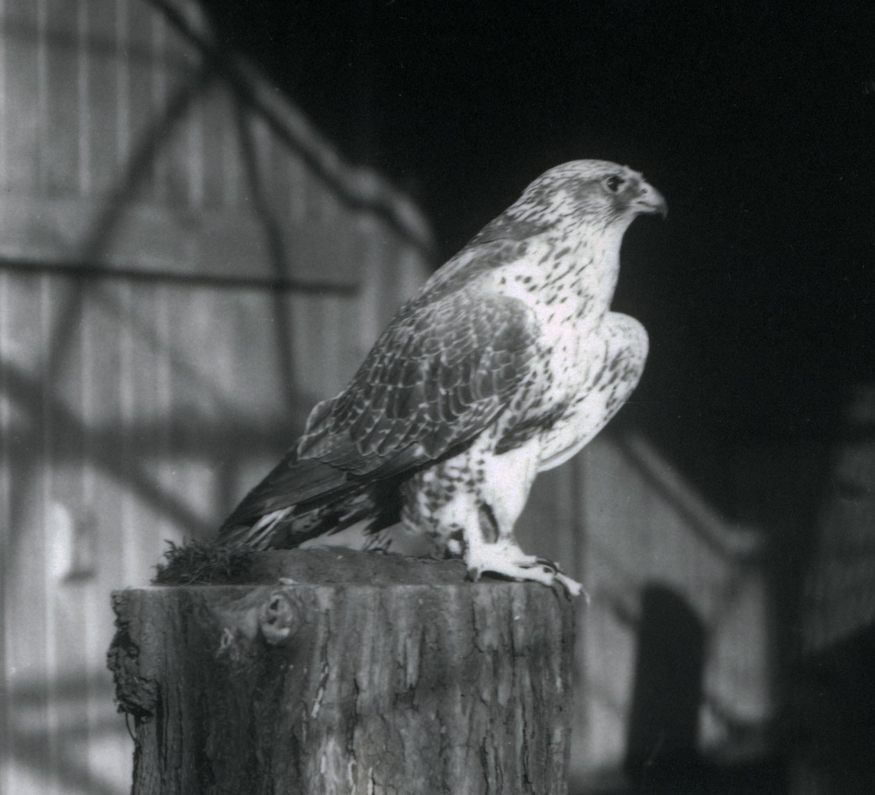 A Gyrfalcon يستريح على سجل ، حديقة حيوان لندن ، ديسمبر 1925 بواسطة فريدريك وليام بوند